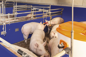 Оптимальні Стратегії у Свинарстві: Шлях до Ефективного Виробництва Свинини фото