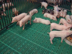 Пластиковые решетки 600х400 мм под свиноматок, свиней на откорме 153113 фото