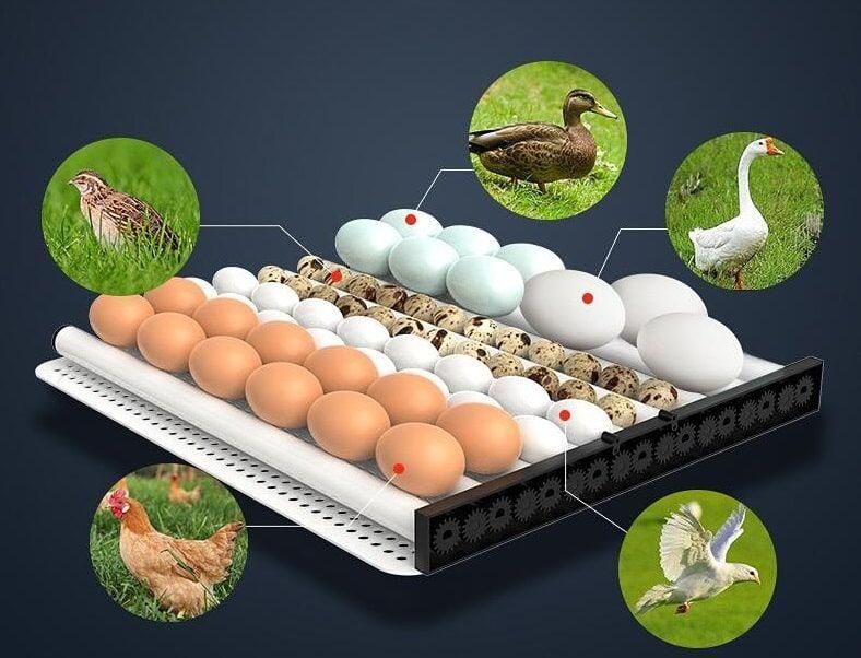 Автоматичний інкубатор на 64 курячих яєць, 220/12в з переворотним механізмом 2327 фото