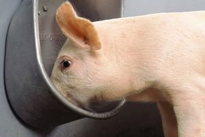 Чашкові поїлки для поїння свиней фото