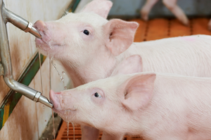 Стаття: Ніпельні поїлки для свиней: комфорт для тварин і економія для господаря фото