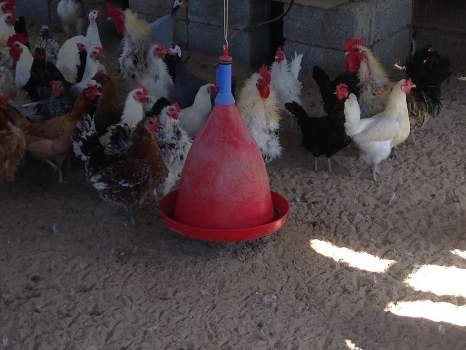 Автоматическая подвесная колокольная поилка(КП-2) для птицы(кур, курчат, цыплят, перепелов, индюков, бройлера)