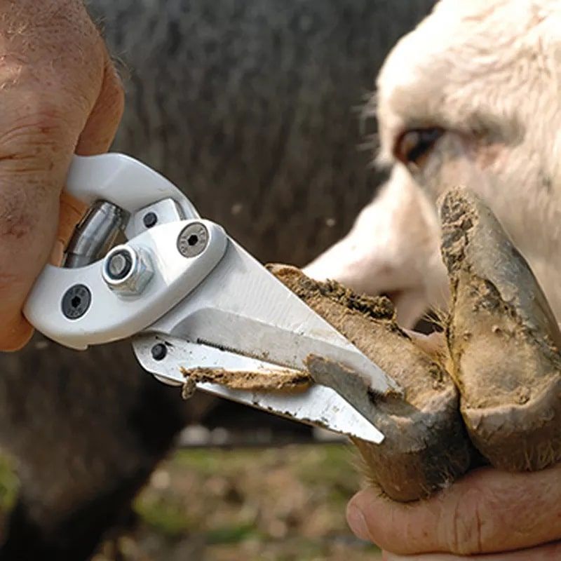 Щипці для корекції пазурів овець, зубчасті 14335 фото