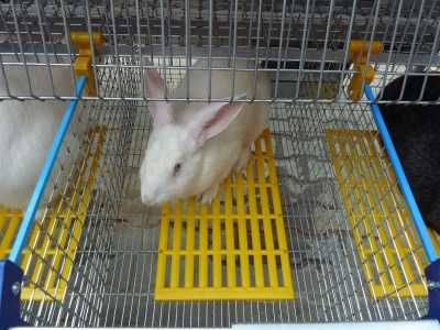 Правильное устройство клетки для разведения кроликов
