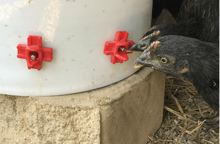 Автоматическая поилка для птиц