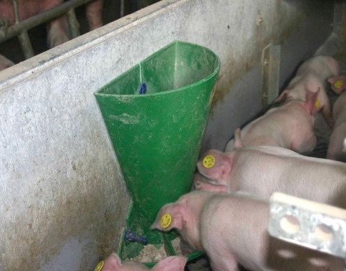 Годівниця бункерна 6 кг для поросят, свиней OK Plast Данія 20347 фото
