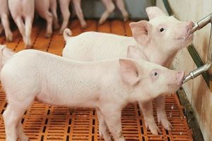 Сосковые поилки для свиней