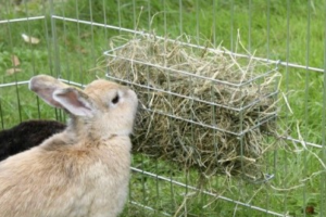Кормушки для кроликов: какими должны быть и как сделать | Огородники