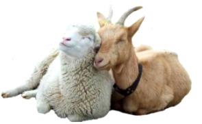 Поение коз и овец